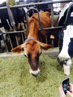 Un momento dell'alimentazione